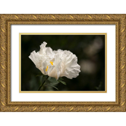 Matilija Blossom I Gold Ornate Wood Framed Art Print with Double Matting by Crane, Rita