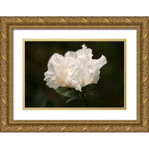 Matilija Blossom II Gold Ornate Wood Framed Art Print with Double Matting by Crane, Rita