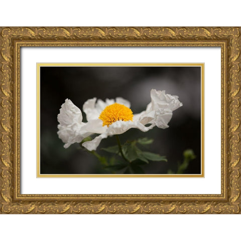 Matilija Poppy I Gold Ornate Wood Framed Art Print with Double Matting by Crane, Rita