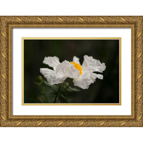 Matilija Poppy II Gold Ornate Wood Framed Art Print with Double Matting by Crane, Rita
