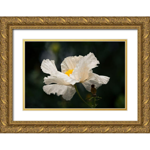 Matilija Poppy IV Gold Ornate Wood Framed Art Print with Double Matting by Crane, Rita