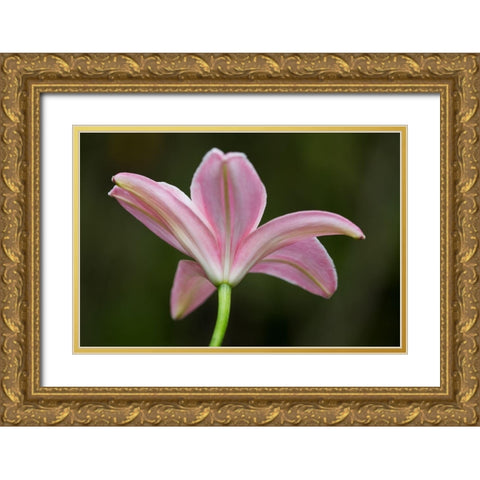 Lily I Gold Ornate Wood Framed Art Print with Double Matting by Crane, Rita