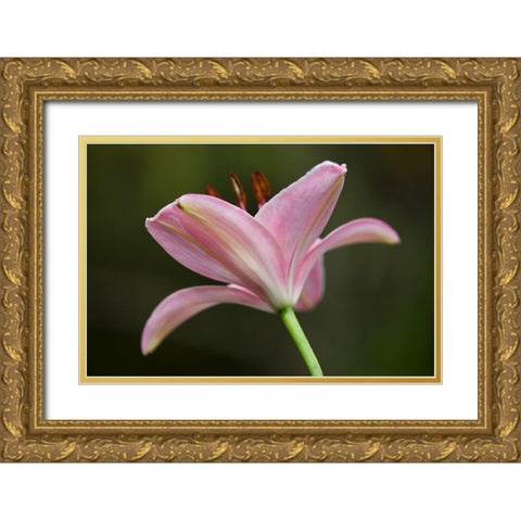 Lily II Gold Ornate Wood Framed Art Print with Double Matting by Crane, Rita