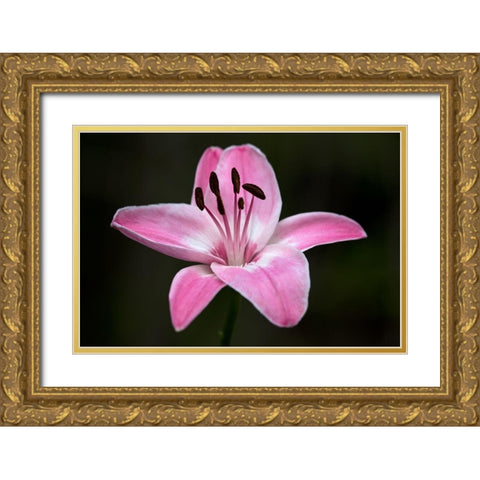 Pink Lily I Gold Ornate Wood Framed Art Print with Double Matting by Crane, Rita