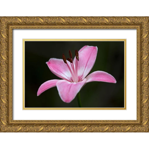 Pink Lily II Gold Ornate Wood Framed Art Print with Double Matting by Crane, Rita