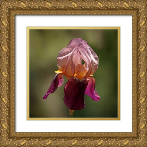 Annemaries Irises I Gold Ornate Wood Framed Art Print with Double Matting by Crane, Rita