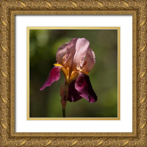 Annemaries Irises II Gold Ornate Wood Framed Art Print with Double Matting by Crane, Rita