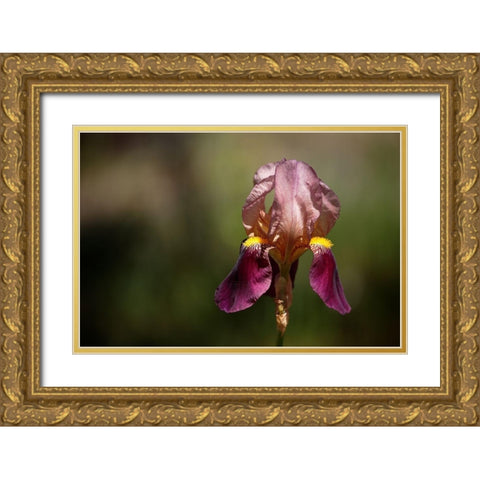 Annemaries Irises IV Gold Ornate Wood Framed Art Print with Double Matting by Crane, Rita