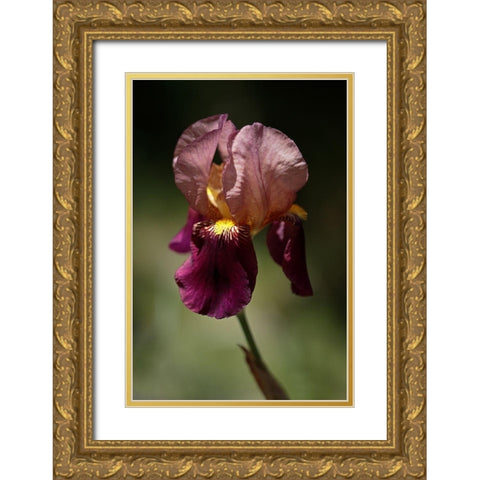 Annemaries Irises V Gold Ornate Wood Framed Art Print with Double Matting by Crane, Rita