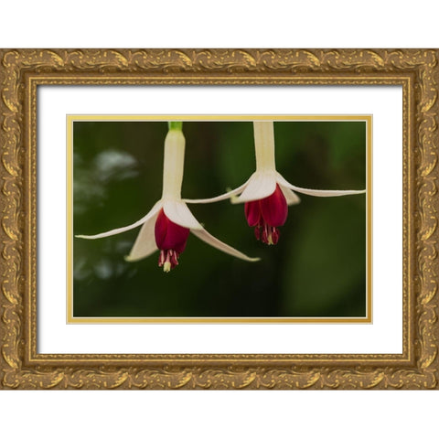 Dancing Fuchsias I Gold Ornate Wood Framed Art Print with Double Matting by Crane, Rita