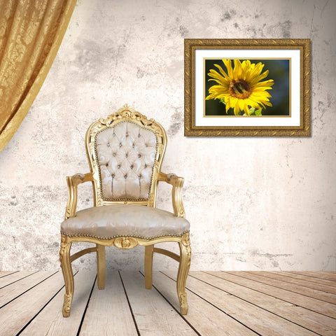 Sunflower and Bee I Gold Ornate Wood Framed Art Print with Double Matting by Crane, Rita
