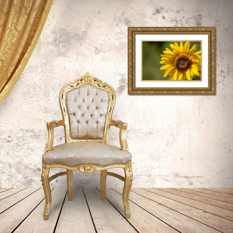 Sunflower and Bee II Gold Ornate Wood Framed Art Print with Double Matting by Crane, Rita