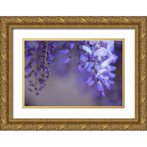 Delicate Wisteria II Gold Ornate Wood Framed Art Print with Double Matting by Crane, Rita