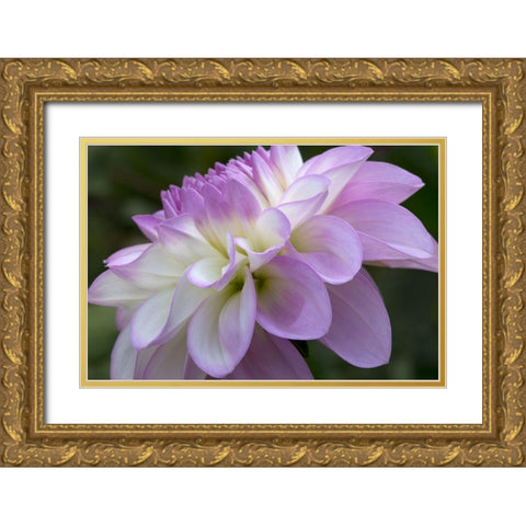 Lavender Dahlia VIII Gold Ornate Wood Framed Art Print with Double Matting by Crane, Rita