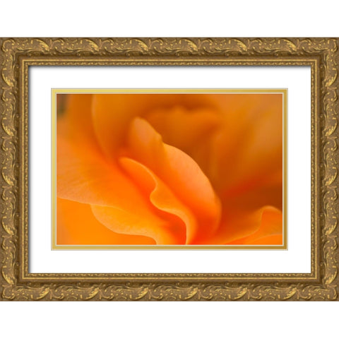 Begonia Glow I Gold Ornate Wood Framed Art Print with Double Matting by Crane, Rita