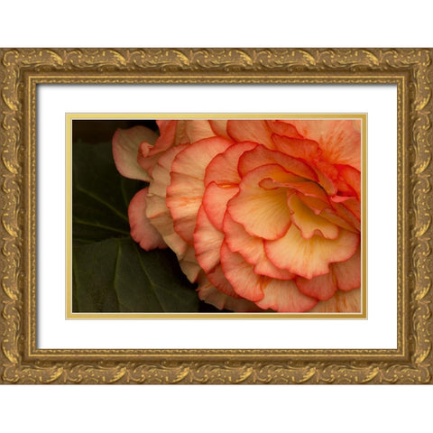 Festive Begonia II Gold Ornate Wood Framed Art Print with Double Matting by Crane, Rita