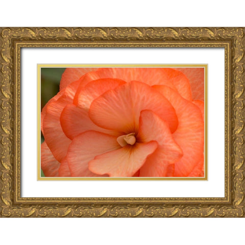 Orange Ruffles II Gold Ornate Wood Framed Art Print with Double Matting by Crane, Rita