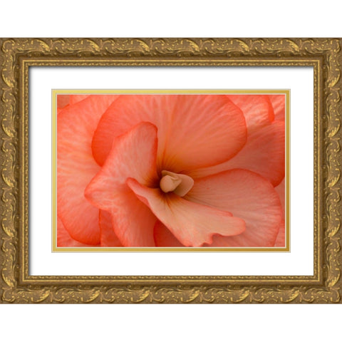 Orange Ruffles V Gold Ornate Wood Framed Art Print with Double Matting by Crane, Rita