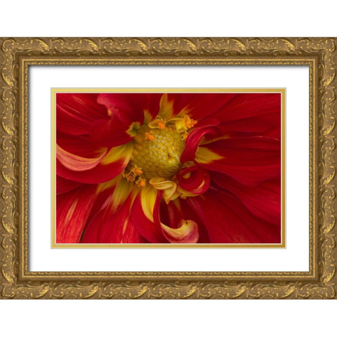 Fiery Dahlia I Gold Ornate Wood Framed Art Print with Double Matting by Crane, Rita