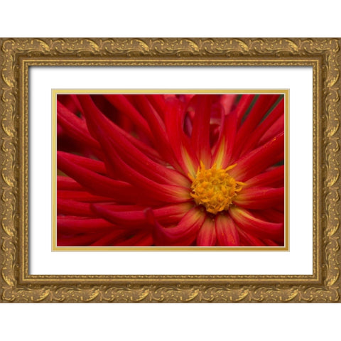 Fiery Dahlia II Gold Ornate Wood Framed Art Print with Double Matting by Crane, Rita