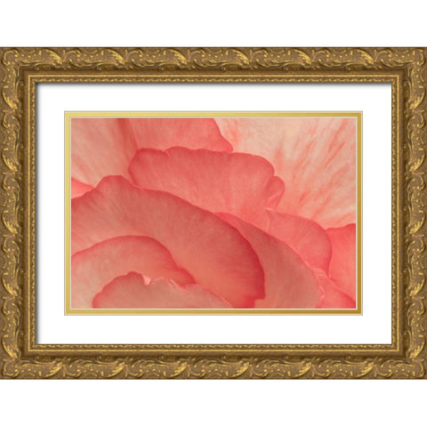 Pink Begonia Petals II Gold Ornate Wood Framed Art Print with Double Matting by Crane, Rita