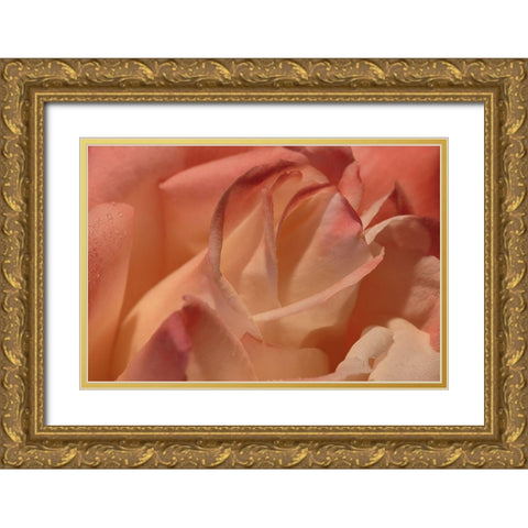 Heart of a Rose II Gold Ornate Wood Framed Art Print with Double Matting by Crane, Rita