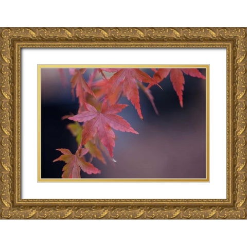 Japanese Maple I Gold Ornate Wood Framed Art Print with Double Matting by Crane, Rita