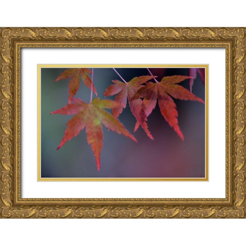 Japanese Maple II Gold Ornate Wood Framed Art Print with Double Matting by Crane, Rita