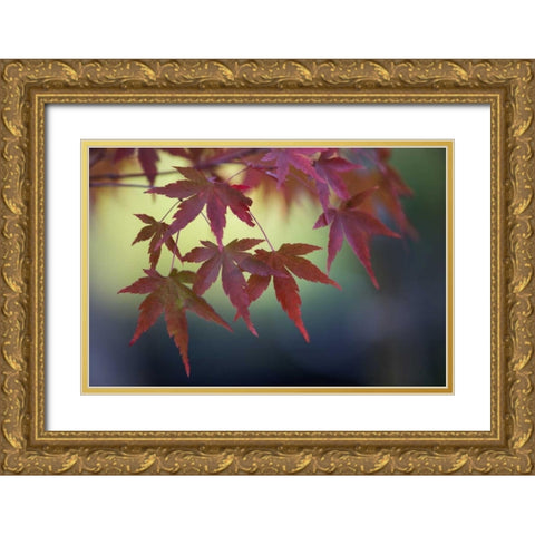 Japanese Maple III Gold Ornate Wood Framed Art Print with Double Matting by Crane, Rita
