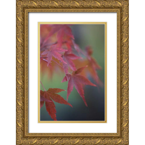 Japanese Maple V Gold Ornate Wood Framed Art Print with Double Matting by Crane, Rita