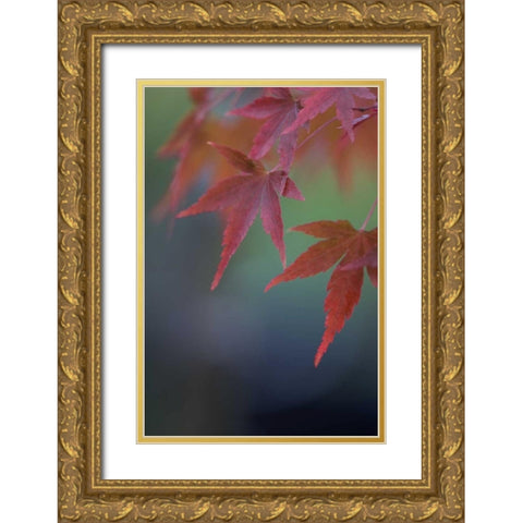 Japanese Maple VI Gold Ornate Wood Framed Art Print with Double Matting by Crane, Rita