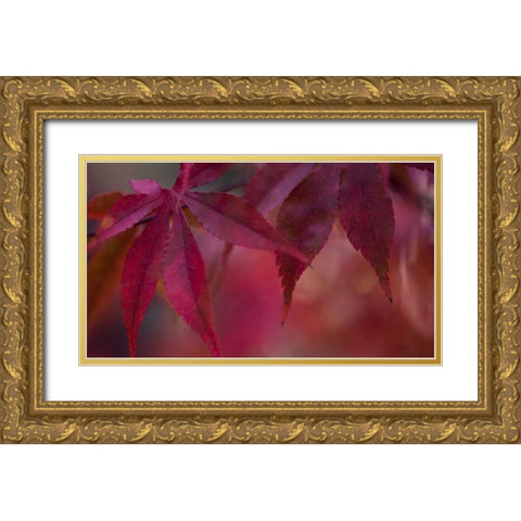 Joyful Maple II Gold Ornate Wood Framed Art Print with Double Matting by Crane, Rita
