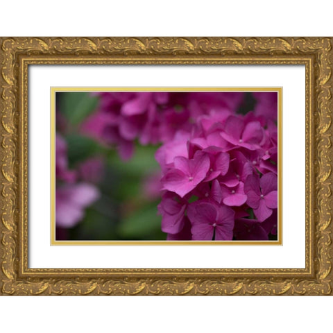 Pink Hydrangeas II Gold Ornate Wood Framed Art Print with Double Matting by Crane, Rita