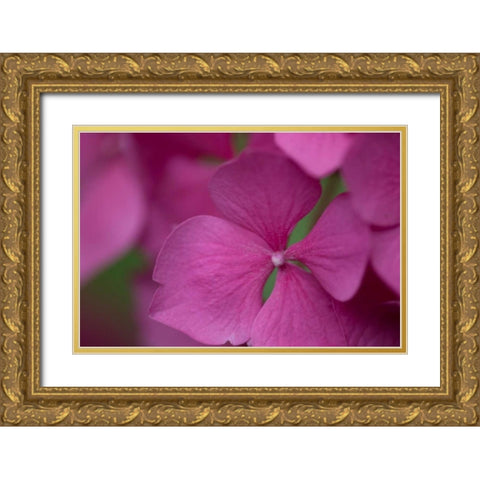 Pink Hydrangeas IV Gold Ornate Wood Framed Art Print with Double Matting by Crane, Rita