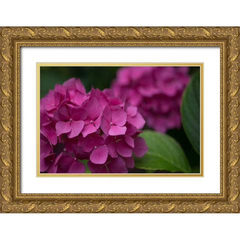 Pink Hydrangeas V Gold Ornate Wood Framed Art Print with Double Matting by Crane, Rita