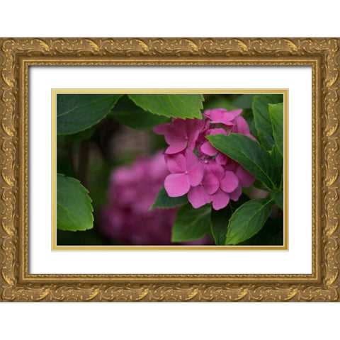 Pink Hydrangeas VI Gold Ornate Wood Framed Art Print with Double Matting by Crane, Rita