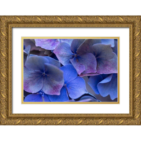 Hydrangea Blues III Gold Ornate Wood Framed Art Print with Double Matting by Crane, Rita