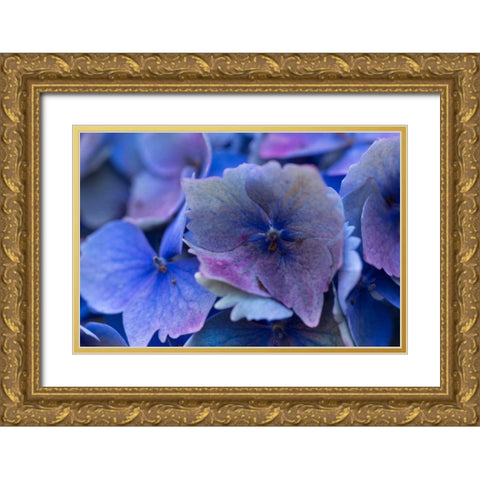 Hydrangea Blue IV Gold Ornate Wood Framed Art Print with Double Matting by Crane, Rita