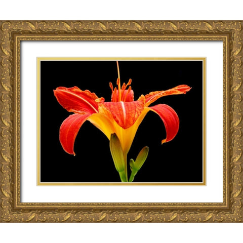 Day Lily II Gold Ornate Wood Framed Art Print with Double Matting by Christensen, Jim