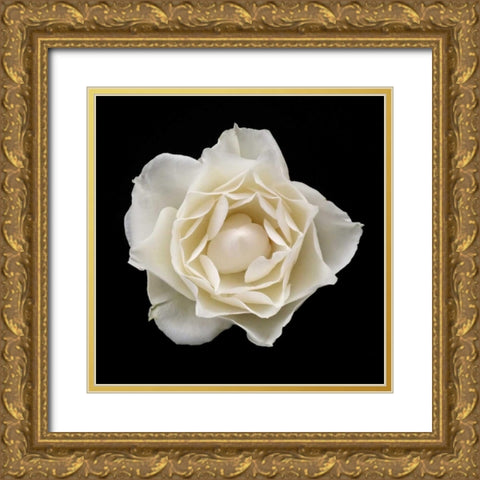 White Rose I Gold Ornate Wood Framed Art Print with Double Matting by Christensen, Jim