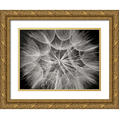 Goats Beard 3 Gold Ornate Wood Framed Art Print with Double Matting by Christensen, Jim