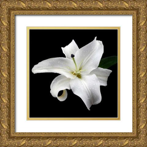 Lily on Black I Gold Ornate Wood Framed Art Print with Double Matting by Christensen, Jim