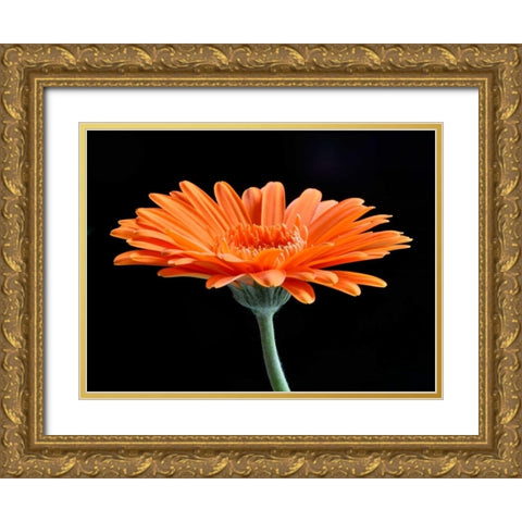 Gerber Angle II Gold Ornate Wood Framed Art Print with Double Matting by Christensen, Jim