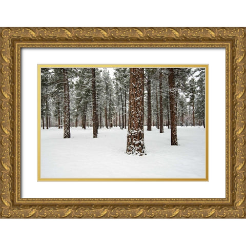 Ponderosa Forest Gold Ornate Wood Framed Art Print with Double Matting by Hellmann, Stan