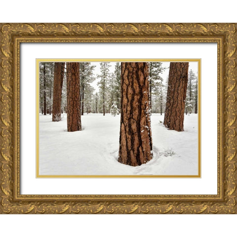 Four Ponderosas Gold Ornate Wood Framed Art Print with Double Matting by Hellmann, Stan