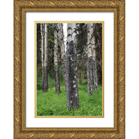 Birch Stand Gold Ornate Wood Framed Art Print with Double Matting by Hellmann, Stan