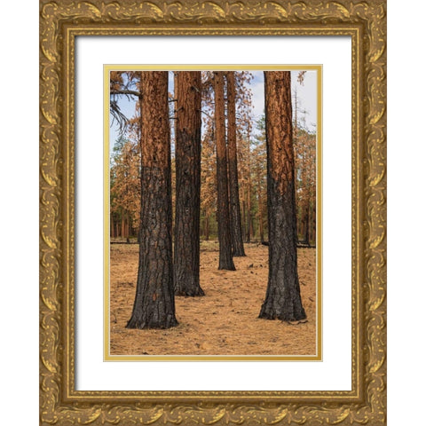 Ponderosa Forest after Fire Gold Ornate Wood Framed Art Print with Double Matting by Hellmann, Stan