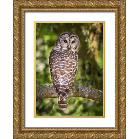 Einstein III Gold Ornate Wood Framed Art Print with Double Matting by Hellmann, Stan