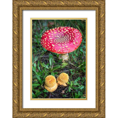 Amanita Muscaria Gold Ornate Wood Framed Art Print with Double Matting by Hellmann, Stan