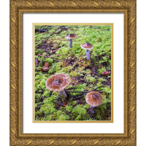 Mushrooms Gold Ornate Wood Framed Art Print with Double Matting by Hellmann, Stan